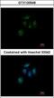 ZFP69 Zinc Finger Protein antibody, GTX120548, GeneTex, Immunofluorescence image 