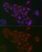 Ras-related protein Rab-1B antibody, GTX32825, GeneTex, Immunocytochemistry image 