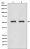 Interferon Regulatory Factor 3 antibody, M00165, Boster Biological Technology, Western Blot image 
