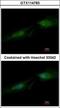 Spermine Synthase antibody, GTX114783, GeneTex, Immunofluorescence image 