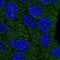 CD3d Molecule antibody, NBP1-88015, Novus Biologicals, Immunofluorescence image 