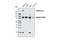 Notch Receptor 3 antibody, 5276P, Cell Signaling Technology, Western Blot image 