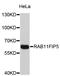RAB11 Family Interacting Protein 5 antibody, STJ25254, St John