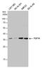 Fibroblast Growth Factor 14 antibody, PA5-77979, Invitrogen Antibodies, Western Blot image 