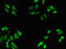 Activator Of Basal Transcription 1 antibody, LS-C672801, Lifespan Biosciences, Immunofluorescence image 