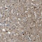 Serpin Family B Member 6 antibody, HPA012736, Atlas Antibodies, Immunohistochemistry paraffin image 