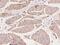 ZFP36 Ring Finger Protein Like 2 antibody, 204228-T08, Sino Biological, Immunohistochemistry frozen image 