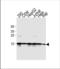 Histone H2A.x antibody, TA325142, Origene, Western Blot image 