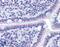 Golgi Membrane Protein 1 antibody, 45-688, ProSci, Immunofluorescence image 