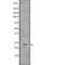 RAB10, Member RAS Oncogene Family antibody, abx218102, Abbexa, Western Blot image 