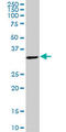 THO Complex 6 antibody, LS-B4536, Lifespan Biosciences, Western Blot image 