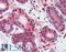 Activating Transcription Factor 6 antibody, LS-B2430, Lifespan Biosciences, Immunohistochemistry paraffin image 
