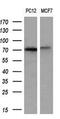 Arachidonate 15-Lipoxygenase antibody, MA5-25891, Invitrogen Antibodies, Western Blot image 