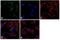 Apolipoprotein A1 antibody, LF-MA0127, Invitrogen Antibodies, Immunofluorescence image 