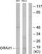 LTO1 Maturation Factor Of ABCE1 antibody, TA316247, Origene, Western Blot image 