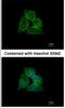 Annexin A13 antibody, NBP1-30985, Novus Biologicals, Immunocytochemistry image 