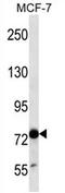 TLE Family Member 4, Transcriptional Corepressor antibody, AP54268PU-N, Origene, Western Blot image 