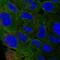 Adipocyte protein S3-12 antibody, NBP2-13776, Novus Biologicals, Immunofluorescence image 