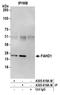 Fumarylacetoacetate Hydrolase Domain Containing 1 antibody, A305-618A-M, Bethyl Labs, Immunoprecipitation image 