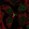 Ladybird Homeobox 2 antibody, NBP2-14186, Novus Biologicals, Immunofluorescence image 