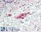 Secretagogin, EF-Hand Calcium Binding Protein antibody, LS-B11470, Lifespan Biosciences, Immunohistochemistry paraffin image 