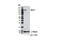 Apoptotic Peptidase Activating Factor 1 antibody, 8723S, Cell Signaling Technology, Western Blot image 