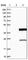 Cathepsin S antibody, HPA002988, Atlas Antibodies, Western Blot image 