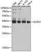 Glutaredoxin 3 antibody, GTX33564, GeneTex, Western Blot image 