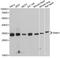 Snail Family Transcriptional Repressor 1 antibody, LS-C747137, Lifespan Biosciences, Western Blot image 