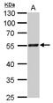 RAD9 Checkpoint Clamp Component A antibody, GTX100078, GeneTex, Western Blot image 
