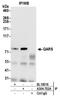 Glutaminyl-TRNA Synthetase antibody, A304-752A, Bethyl Labs, Immunoprecipitation image 