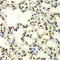 Small Ubiquitin Like Modifier 2 antibody, LS-C332176, Lifespan Biosciences, Immunohistochemistry paraffin image 