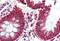 Translocator protein antibody, MBS242336, MyBioSource, Immunohistochemistry paraffin image 