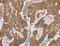 NLR Family Pyrin Domain Containing 10 antibody, LS-C406614, Lifespan Biosciences, Immunohistochemistry frozen image 