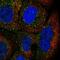 Tripartite Motif Containing 17 antibody, NBP2-49156, Novus Biologicals, Immunocytochemistry image 