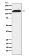 DNA Ligase 1 antibody, M02380-1, Boster Biological Technology, Western Blot image 