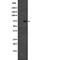 CD2 Associated Protein antibody, abx147994, Abbexa, Western Blot image 