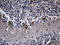 Repulsive Guidance Molecule BMP Co-Receptor A antibody, TA811560S, Origene, Immunohistochemistry frozen image 