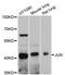 Jun Proto-Oncogene, AP-1 Transcription Factor Subunit antibody, abx126028, Abbexa, Western Blot image 
