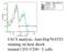 HSP70 antibody, 11096, QED Bioscience, Flow Cytometry image 