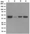 Autophagy Related 3 antibody, ab108251, Abcam, Western Blot image 