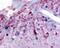 Glutamate Metabotropic Receptor 6 antibody, 48-273, ProSci, Immunohistochemistry frozen image 