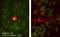 Ephrin B2 antibody, AF496, R&D Systems, Immunofluorescence image 