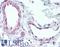 Endothelin Receptor Type B antibody, LS-A57, Lifespan Biosciences, Immunohistochemistry frozen image 