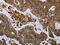 Glycoprotein Ib Platelet Subunit Alpha antibody, CSB-PA239383, Cusabio, Immunohistochemistry frozen image 