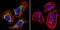 Calcium Voltage-Gated Channel Auxiliary Subunit Alpha2delta 1 antibody, MA3-921, Invitrogen Antibodies, Immunofluorescence image 