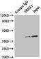 Three Prime Repair Exonuclease 1 antibody, LS-C379400, Lifespan Biosciences, Immunoprecipitation image 