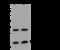 CGG Triplet Repeat Binding Protein 1 antibody, 201340-T42, Sino Biological, Western Blot image 