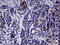 Interleukin-24 antibody, LS-C798688, Lifespan Biosciences, Immunohistochemistry paraffin image 