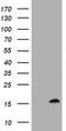 TSC22 Domain Family Member 1 antibody, TA505061S, Origene, Western Blot image 